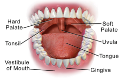 The stomach, saliva, and mouth in digestion