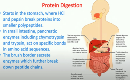 Protein-digestion-and-SIBO