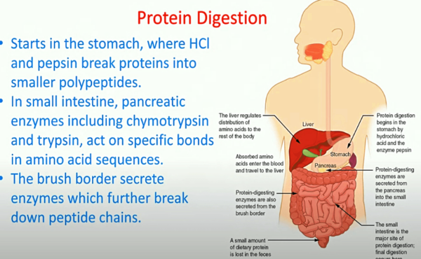 Protein-digestion-and-SIBO