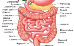 Small-Intestine-and-digestion