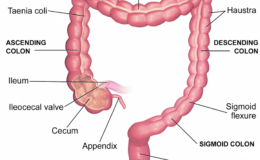 large-intestine-and-digestion