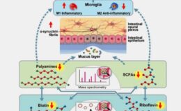 B-Vitamins-Polyamines-and-SCFAs-and-the-Gut-Neurological-Link