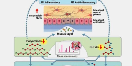 B-Vitamins-Polyamines-and-SCFAs-and-the-Gut-Neurological-Link